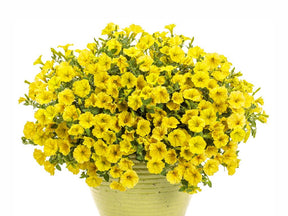 Letničky a balkónové kvety Petúnia Supertunia Vista Mini Vista Yellow
