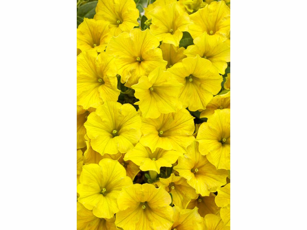 Letničky a balkónové kvety Petúnia Supertunia Vista Mini Vista Yellow(2)