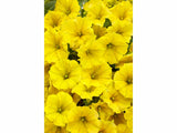 Letničky a balkónové kvety Petúnia Supertunia Vista Mini Vista Yellow(2)