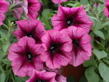 Letničky a balkónové kvety Petúnia Veranda Orchid (2)