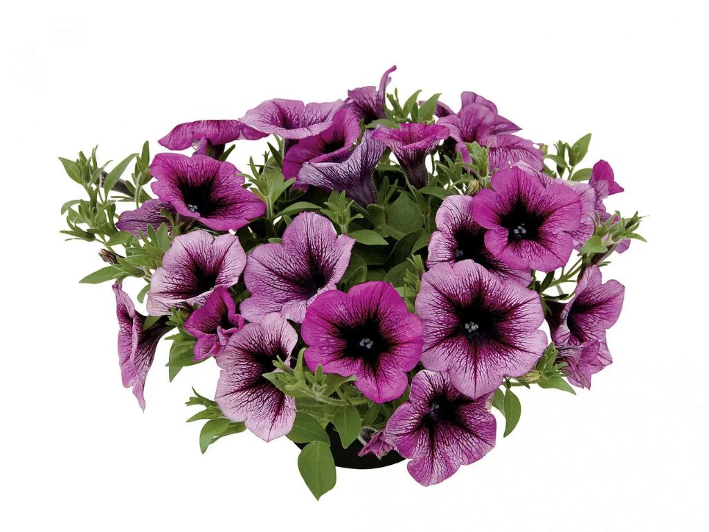Letničky a balkónové kvety Petúnia Veranda Orchid (1)
