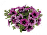 Letničky a balkónové kvety Petúnia Veranda Orchid (1)