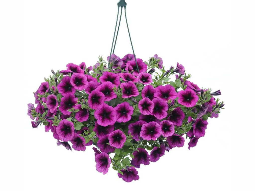 Letničky a balkónové kvety Petúnia Veranda Orchid