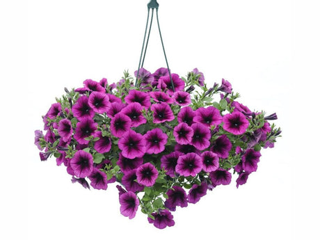 Letničky a balkónové kvety Petúnia Veranda Orchid