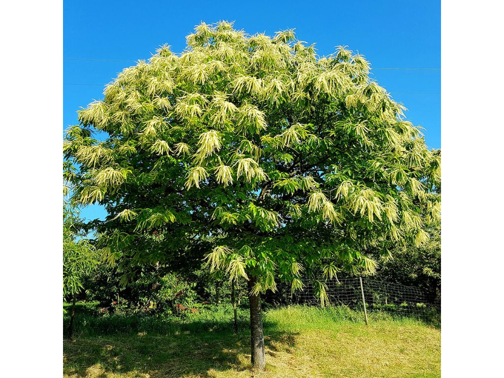 Okrasne dreviny ducplant(805)
