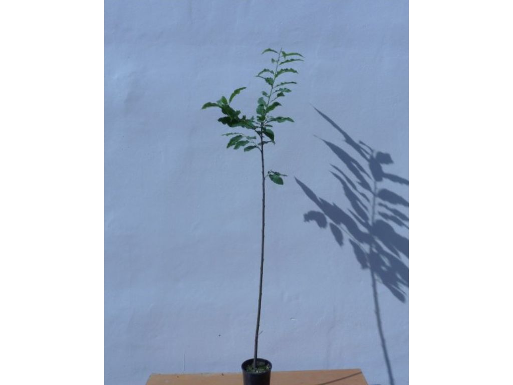Okrasne dreviny ducplant(802)