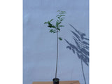 Okrasne dreviny ducplant(802)