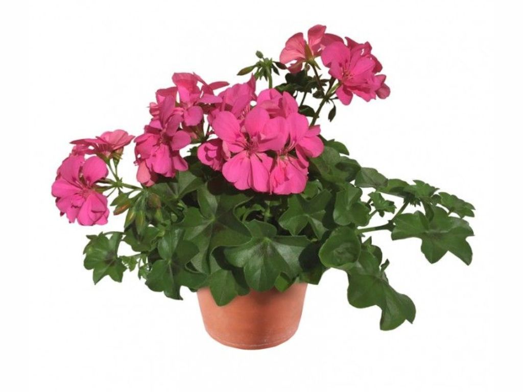 Letničky a balkónové kvety Muškát previsnutý Allegria Rosa