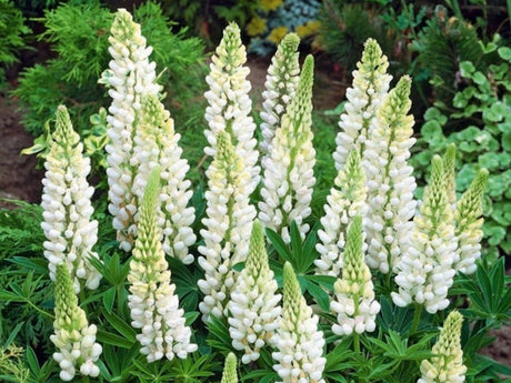 Trvalky Lupina mnoholistá White
