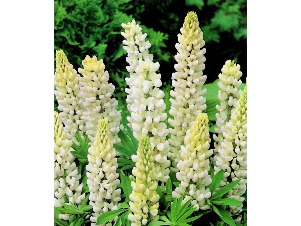 Trvalky Lupina mnoholistá White(1)