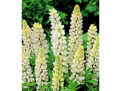 Trvalky Lupina mnoholistá White(1)