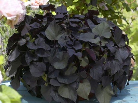 Letničky a balkónové kvety Povojník batatový 'Black Tone'(1)