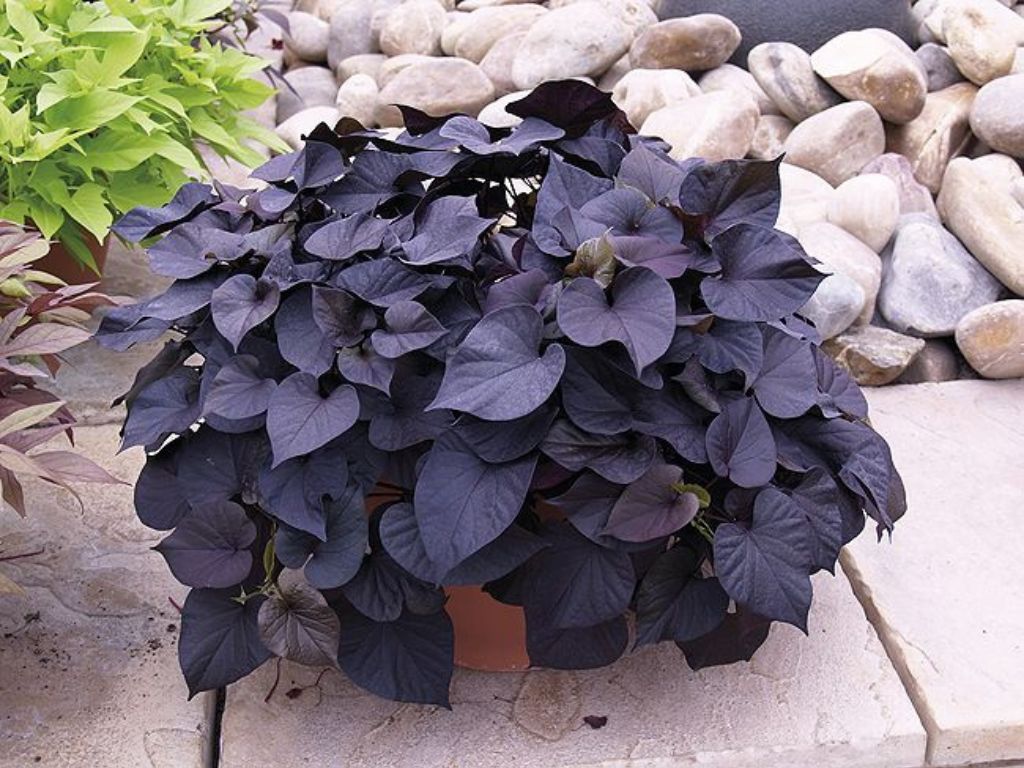 Letničky a balkónové kvety Povojník batatový 'Black Tone'