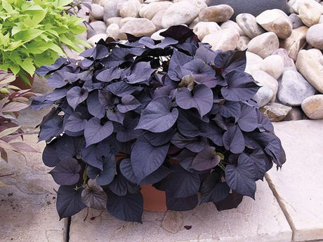 Letničky a balkónové kvety Povojník batatový 'Black Tone'