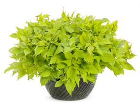 Letničky a  balkónové kvety Povojník batatový 'Sweet Caroline Light Green'(1)