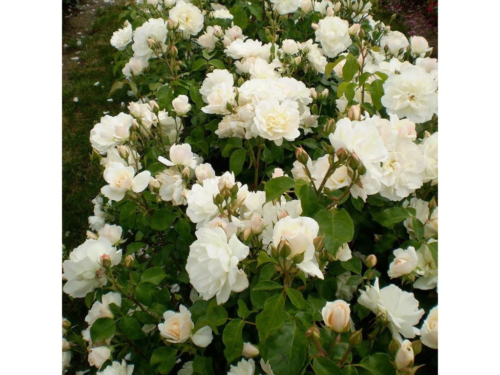 Keřová růže Easy Elegance Champagne Wishes - Rosa, květináč 2 l