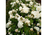 Keřová růže Easy Elegance Champagne Wishes - Rosa, květináč 2 l