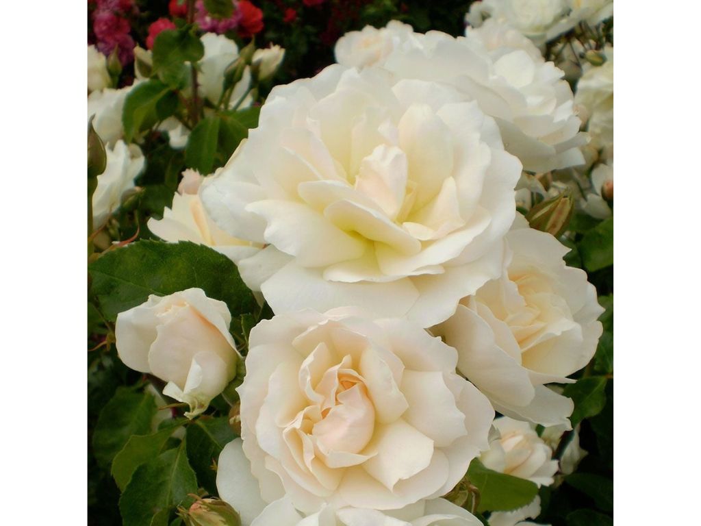 Keřová růže Easy Elegance Champagne Wishes - Rosa, květináč 2 l