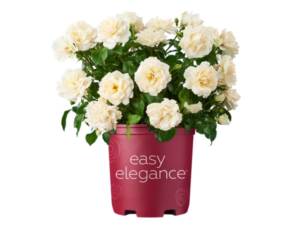 Keřová růže Easy Elegance Champagne Wishes - Rosa, květináč 2 l