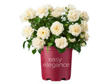 Keřová růže Easy Elegance Champagne Wishes - Rosa, květináč 2 l