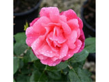 Trvalky ducplant(175)