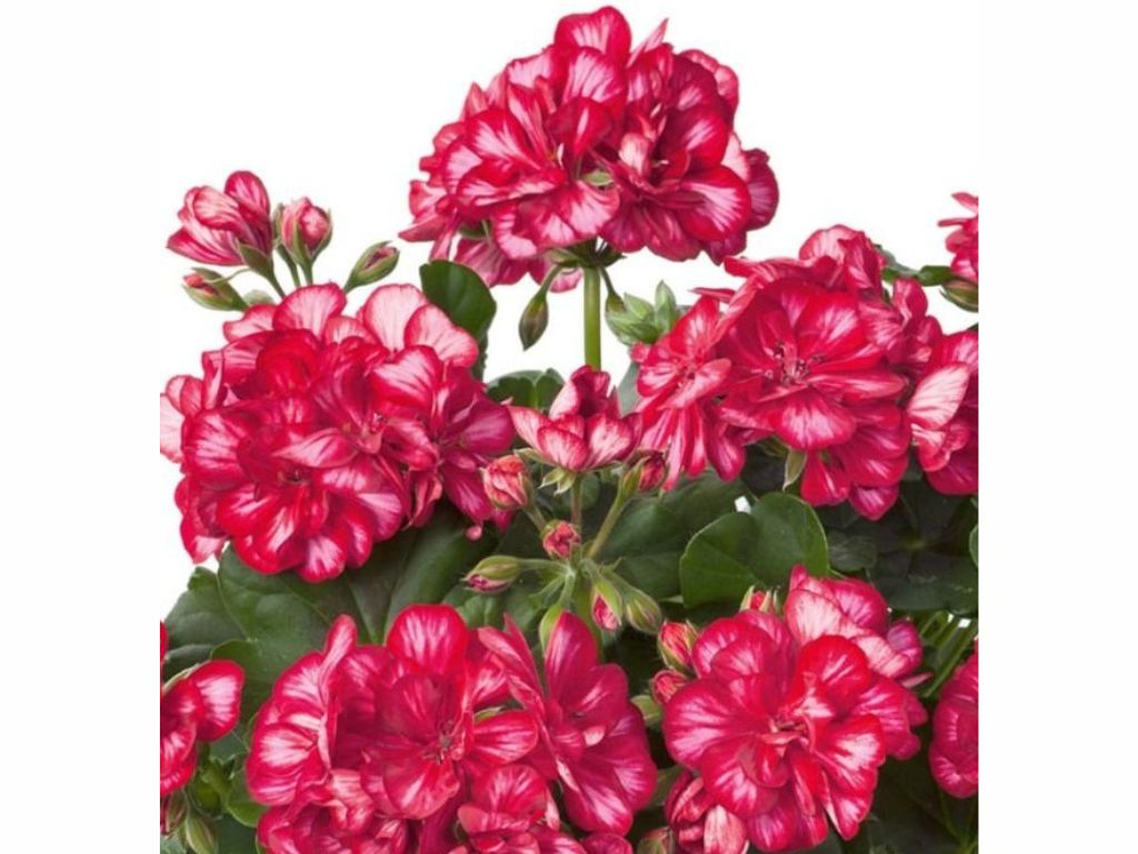 Letničky a balkónové kvety Muškát previsnutý Sunflorix Red with White(2)