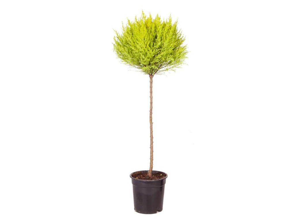 okrasne dreviny ducplant(594)