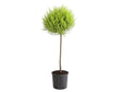 okrasne dreviny ducplant(595)