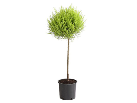 okrasne dreviny ducplant(595)