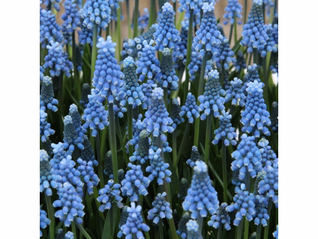 Modrica Blue Magic - Muscari, kont. p9
