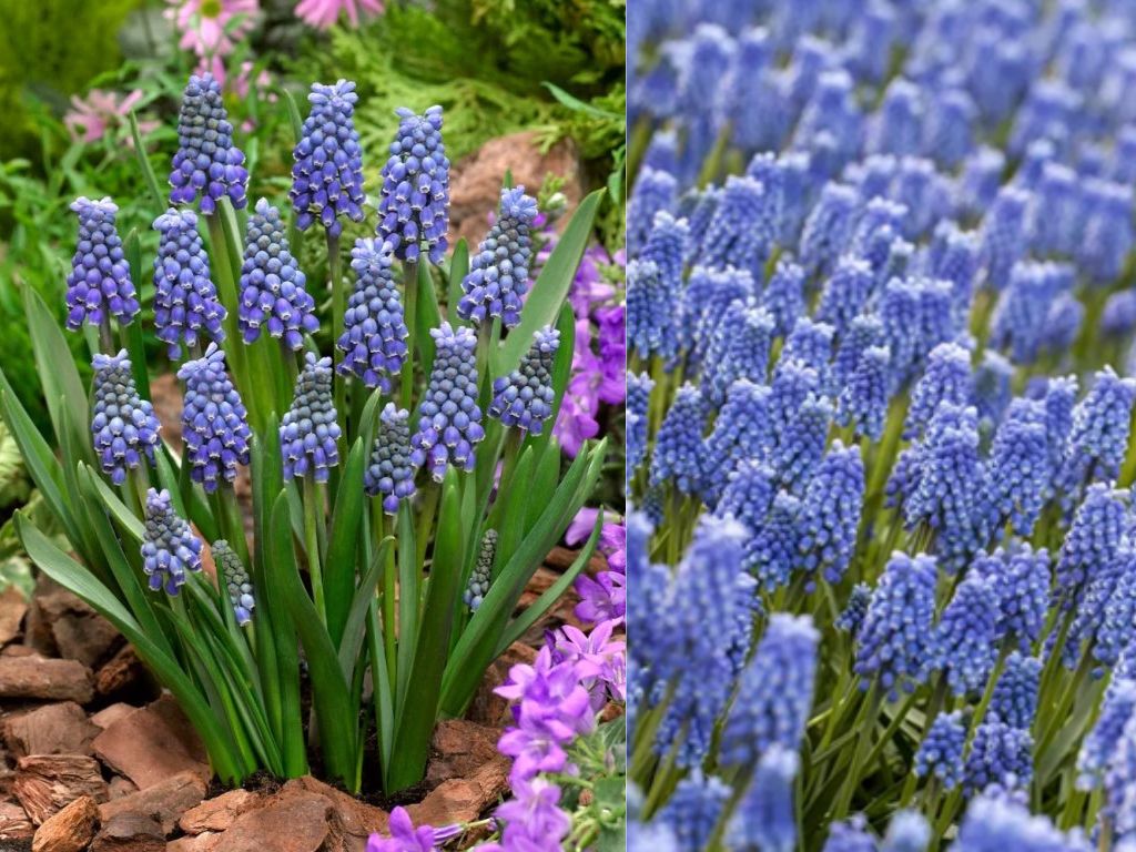 Modrica Blue Magic - Muscari, kont. p9