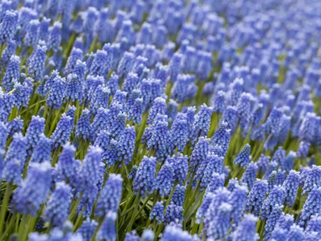 Modrica Blue Magic - Muscari, kont. p9