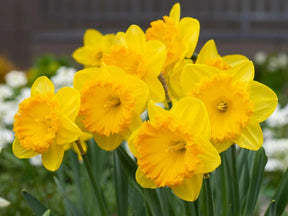Cibuľoviny Narcis Carlton