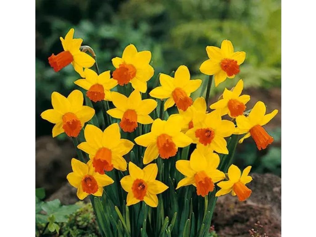 Narcis Jetfire - Narcissus, kont. p9