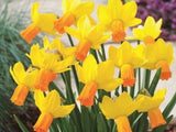 Narcis Jetfire - Narcissus, kont. p9