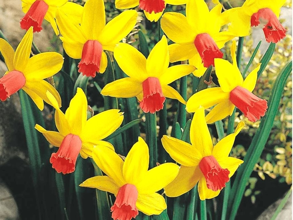 Narcis Jetfire - Narcissus, kont. p9