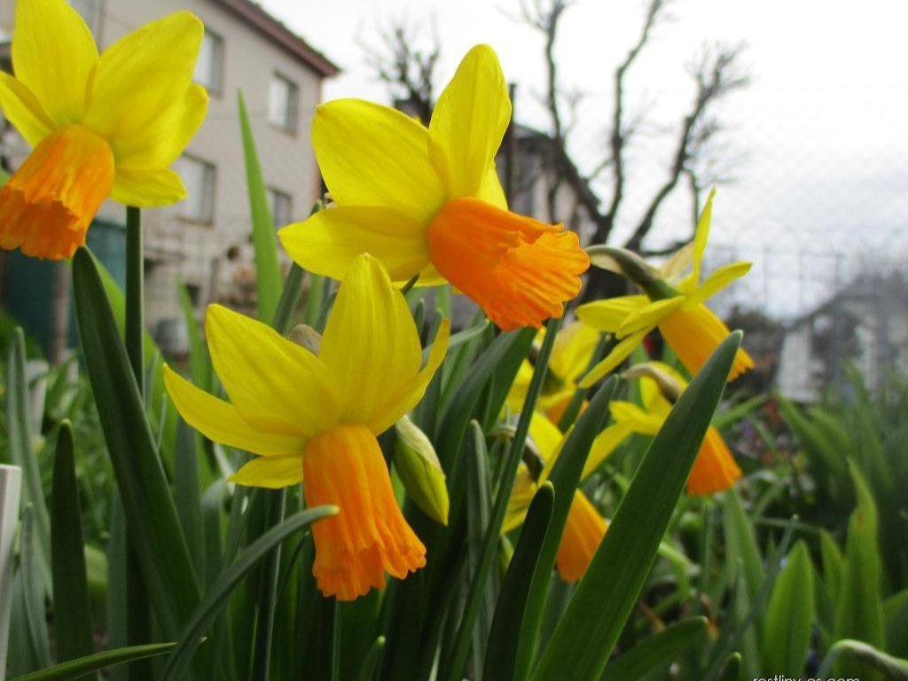 Narcis Jetfire - Narcissus, kont. p9