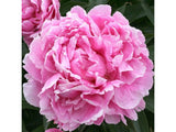 Trvalky ducplant(4)