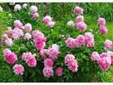 Trvalky ducplant(6)