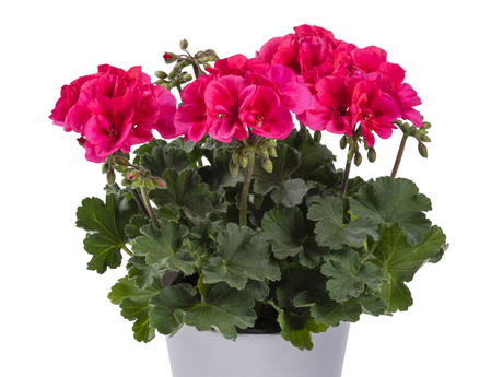 patiocoral3