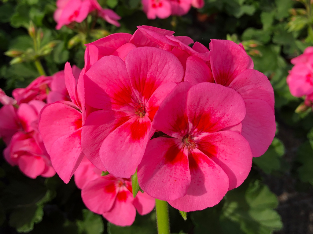 Letničky a balkónové kvety Muškát Patio Pink Eye(1)