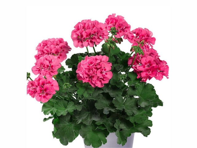 Letničky a balkónové kvety Muškát Patio Pink Eye