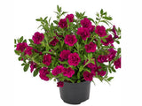 Minipetúnie Million Bells Superbells Double Magenta, květináč 10 cm