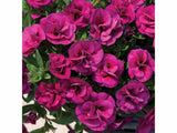 Minipetúnie Million Bells Superbells Double Magenta, květináč 10 cm
