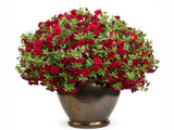 Letničky a balkónové kvety Minipetúnia Million Bells Superbells Double Ruby