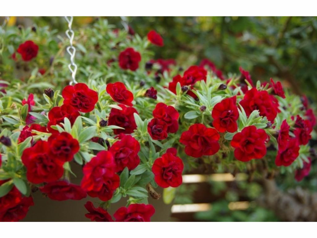 Letničky a balkónové kvety Minipetúnia Million Bells Superbells Double Ruby(2)