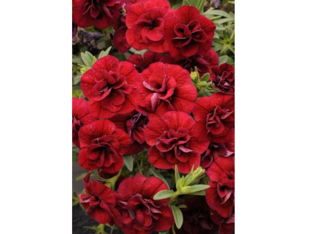 Letničky a balkónové kvety Minipetúnia Million Bells Superbells Double Ruby(3)