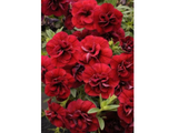 Letničky a balkónové kvety Minipetúnia Million Bells Superbells Double Ruby(3)