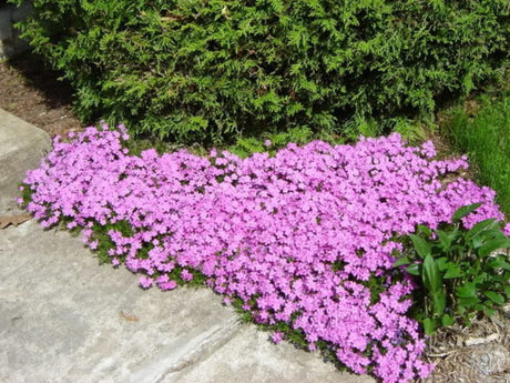 Trvalky ducplant(28)