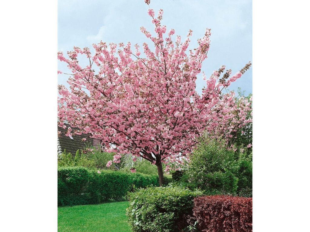 okrasne dreviny ducplant(497)